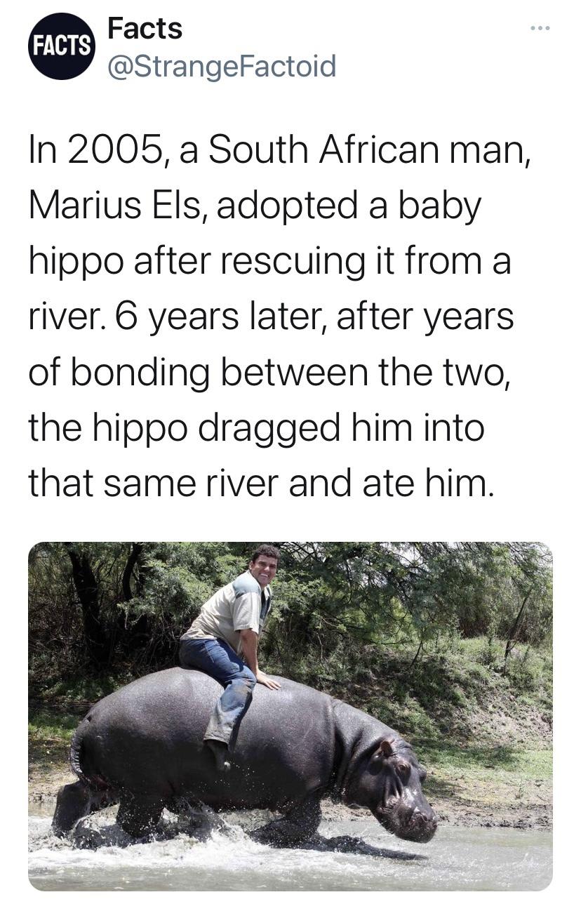 Hippos ain’t pets