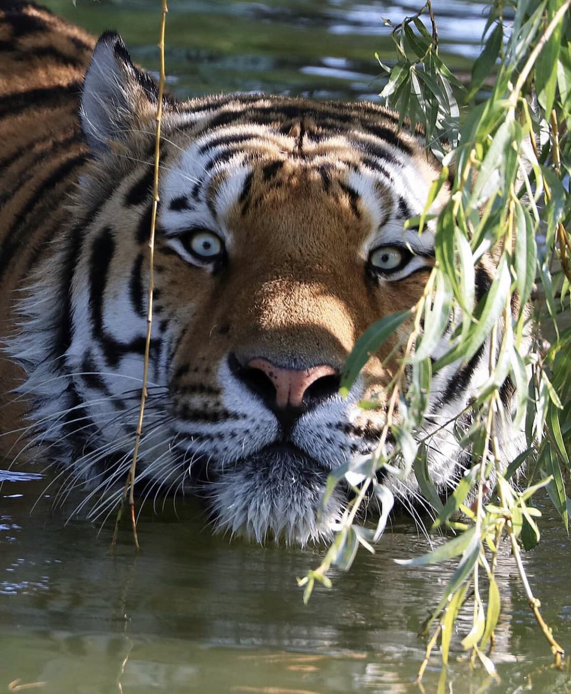 Tiger Going For A Swim
