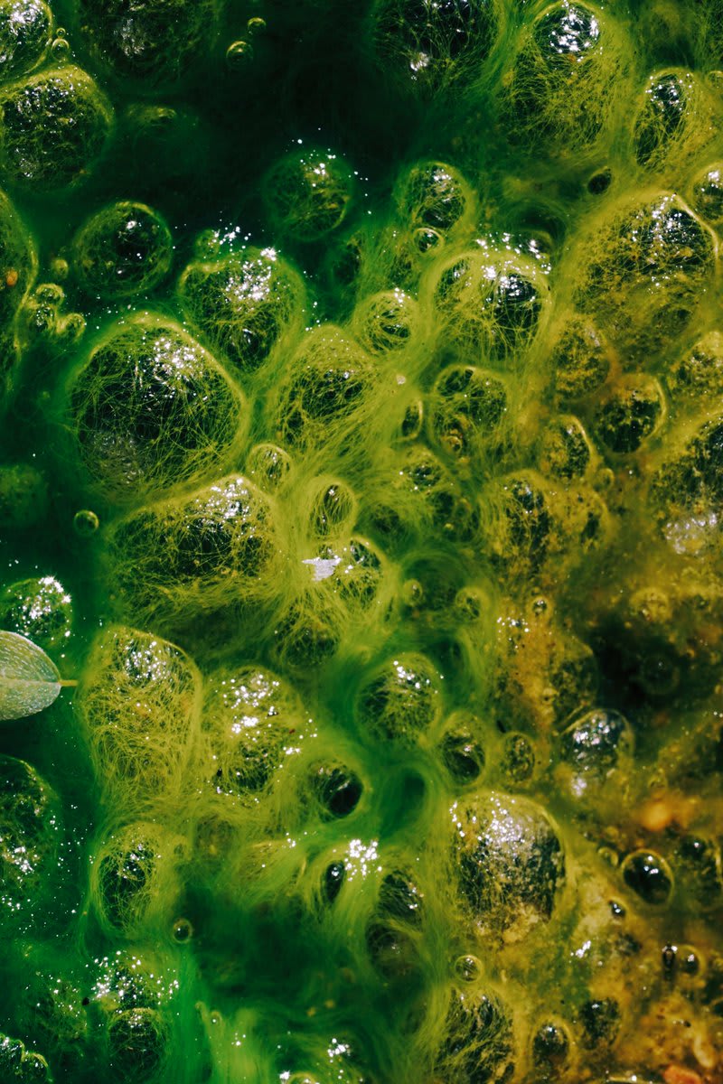 📷 + 💭: @wildginaa Nature’s Goop aka Algae Blooms aka #Cyanobacteria! 🦠 It’s bright green pigment from synthesized chlorophyll carried out by oxygenic photosynthesis (like specs in slide 2) - produces the most sophisticated multicellular organisms.