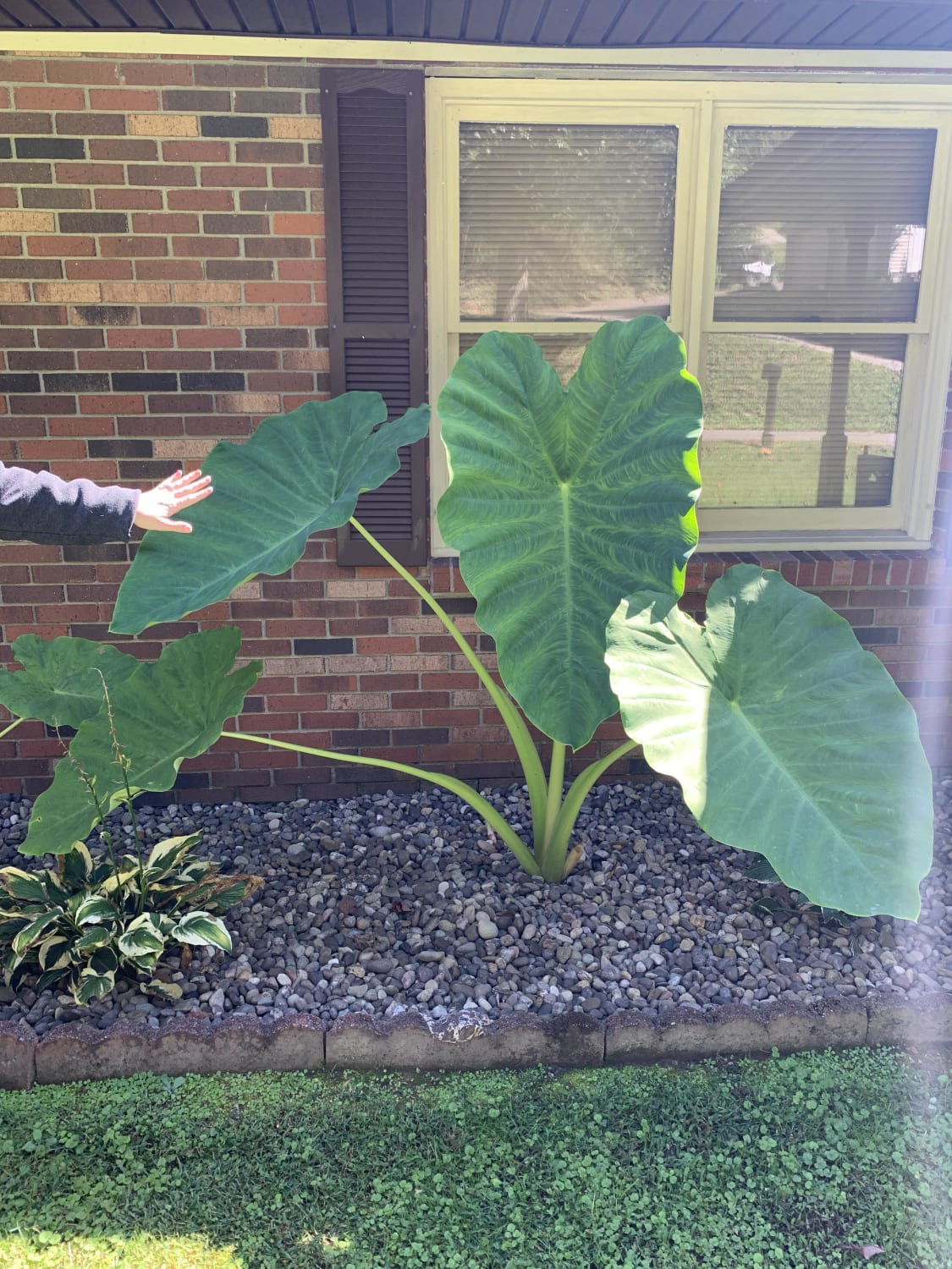my mom’s elephant ears — just planted this spring