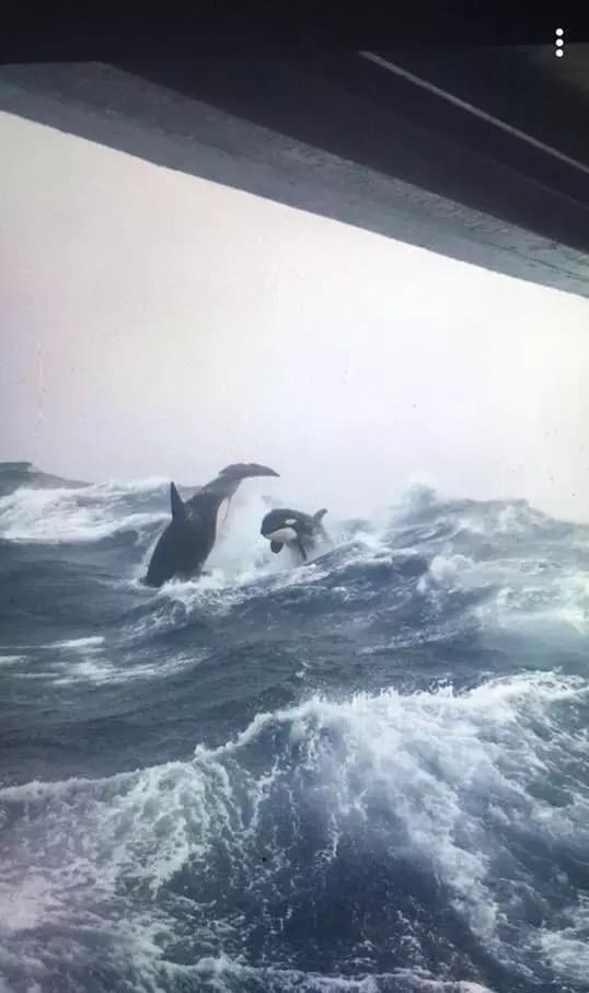 Orcas breaching during rough seas.