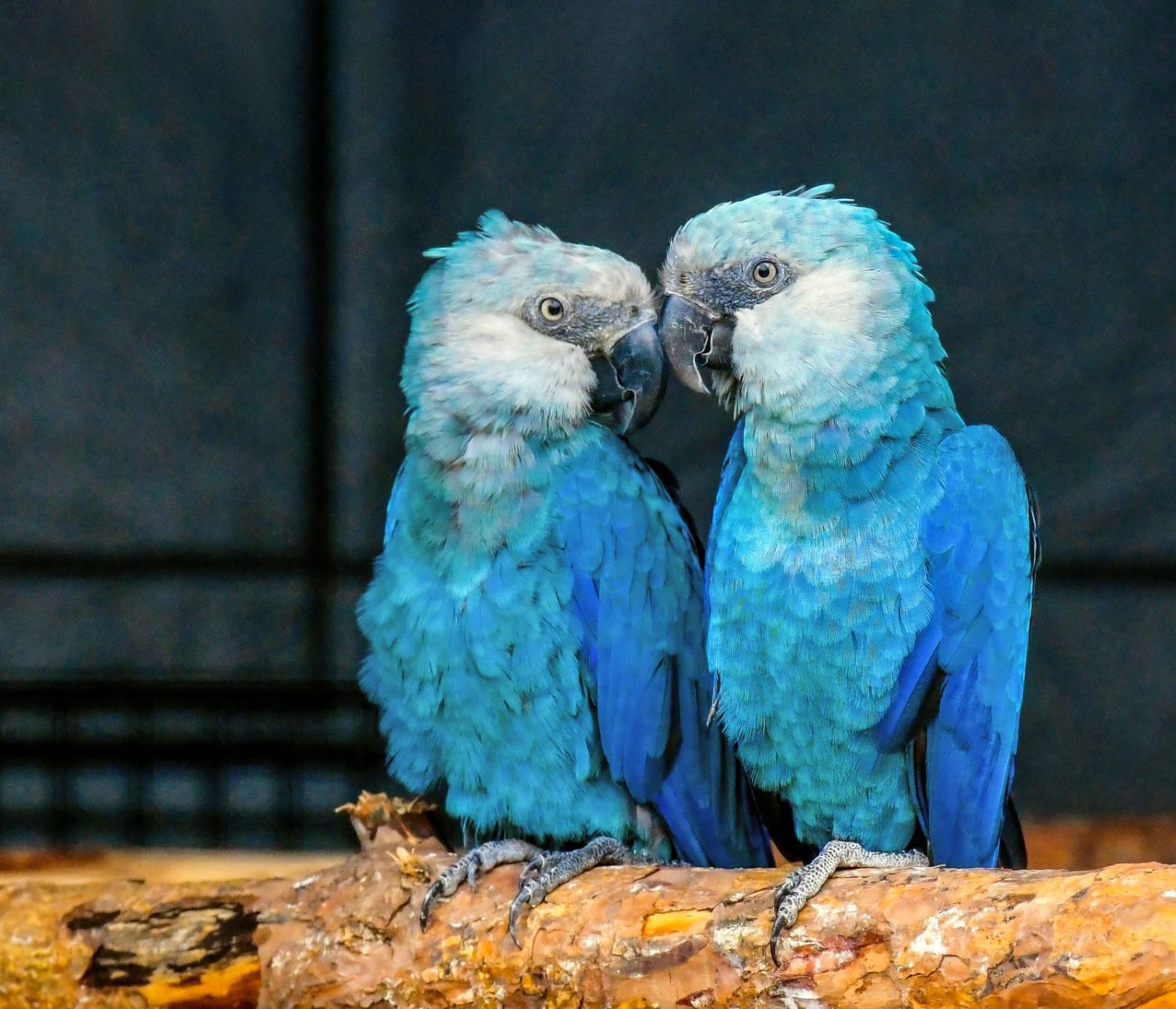 After vanishing in the wild for more than two decades, Spix's macaws have recently been re-introduced back into their native Brazil after an ambitious and successful breeding program. They are also called little blue macaws, and their weight averages around 300 grams (11 oz).