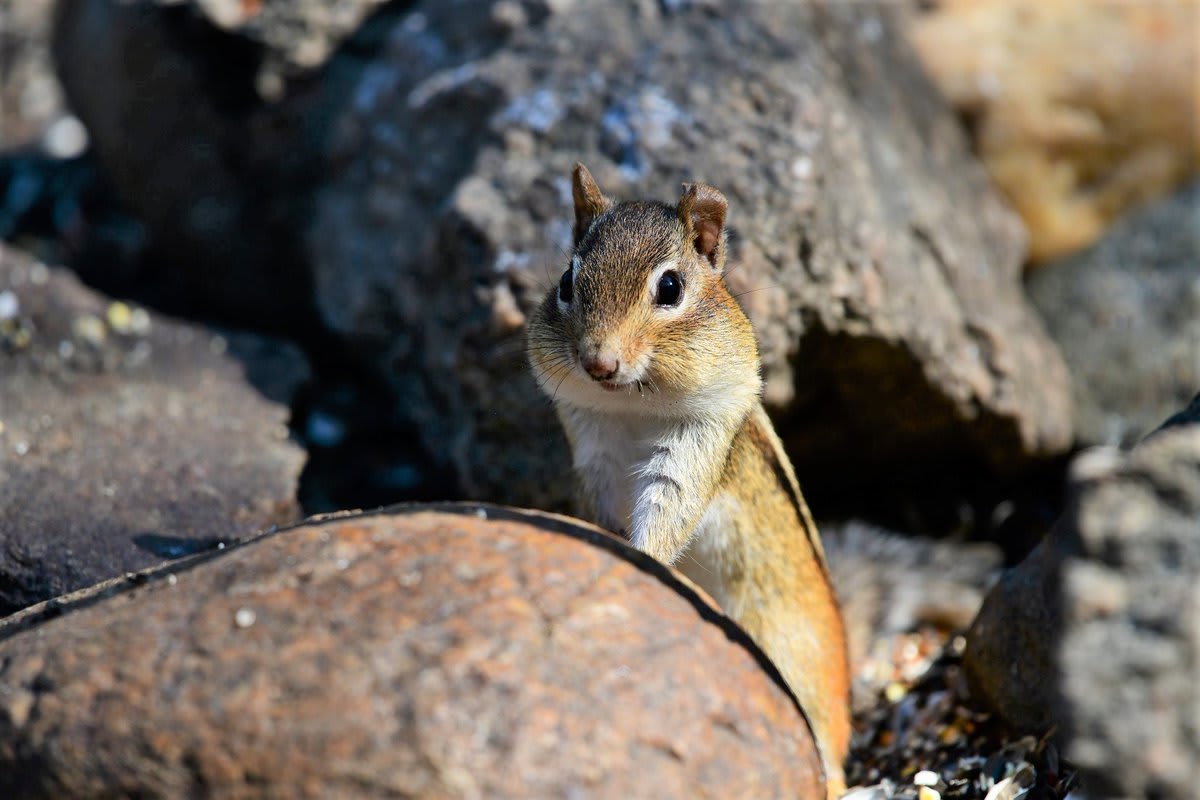 Spring is here! Get outside and enjoy some socially distanced hiking near you. Let the stout cheeks of this eastern chipmunk at Monomoy National Wildlife Refuge inspire you to recreate responsibly. Pic by Julianne Lilholt (https://t.co/bjwf9RR0kd)
