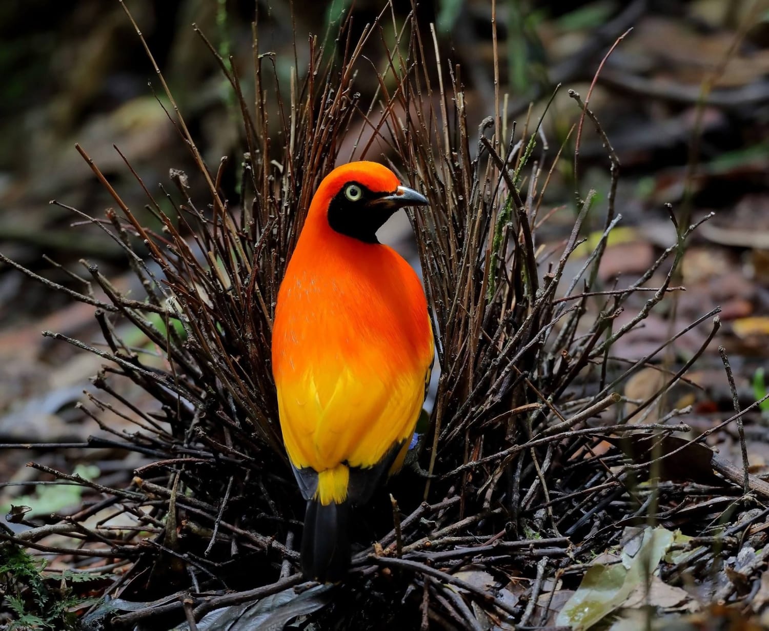 This masked bowerbird is a skilled architect