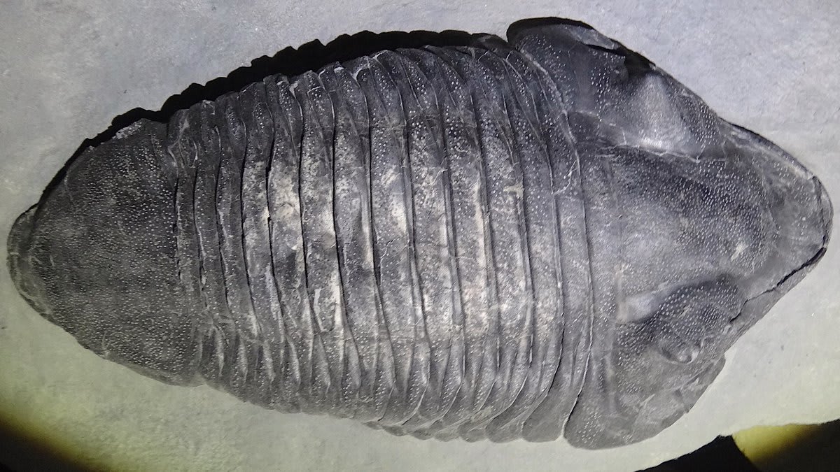 It's time for #TrilobiteTuesday! Not every trilobite was covered in spines. Some, like this 6-in- (15.2-cm-) long Devonian-age Dipleura from New York State, had a smoother appearance. Its sleek, elongated body allowed it to more easily burrow into the seafloor!