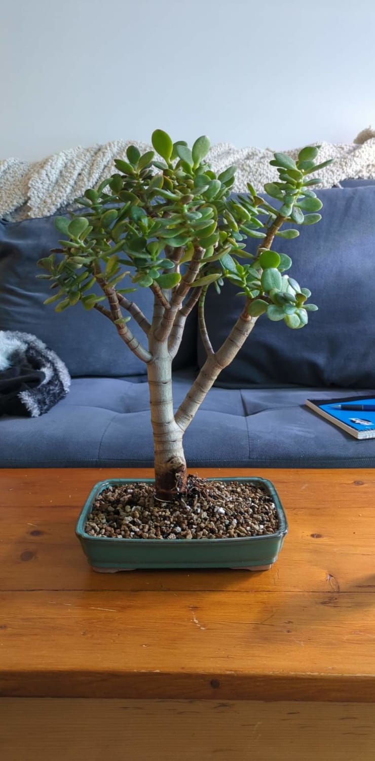 Freshly repotted Jade