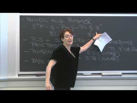 Lecture 1.5: The Molecules of Life — Nucleic Acid Polarity