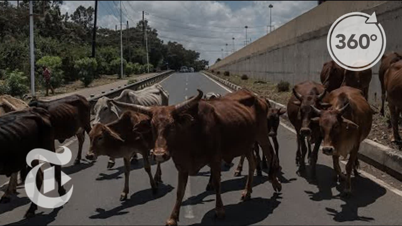 The Urban Shepherds of Nairobi | The Daily 360 | The New York Times