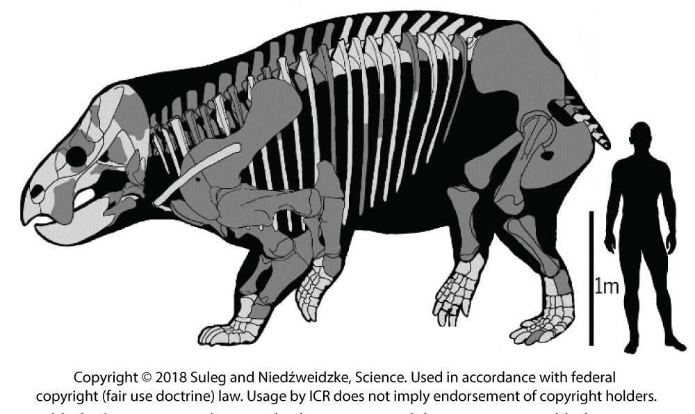 Lisowicia, the elephantine, 5-6 ton giant of the synapsids.