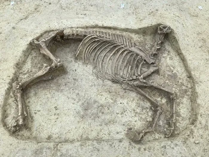 Why was this horse buried without a head? 😱 It was found close by a skeleton buried for 1,400 years at an ancient cemetery in Germany. It's a little spooky, but the team haven't managed to find the head... Read more: https://t.co/igEszgVfkV 📷: F. Damminger