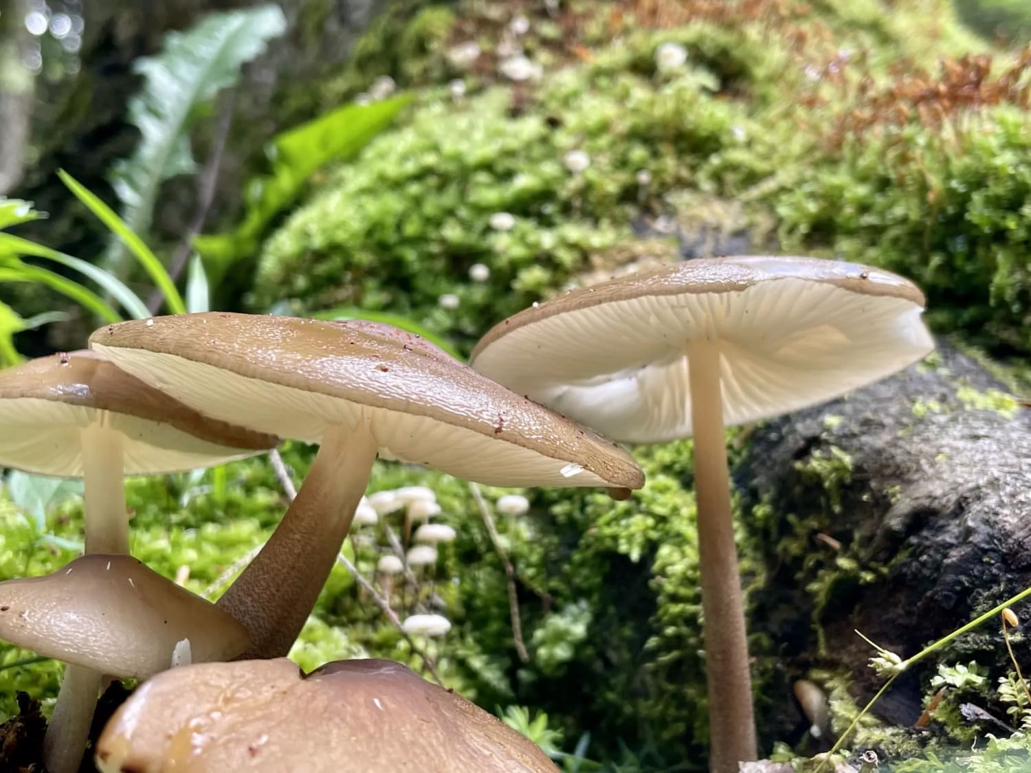 Love upskirt mushrooms shots! Took these last weekend in Northern Maine