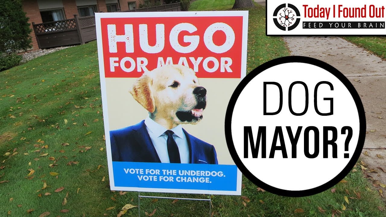 What Happens When a Town Votes For a Dog or Cat to Be Mayor