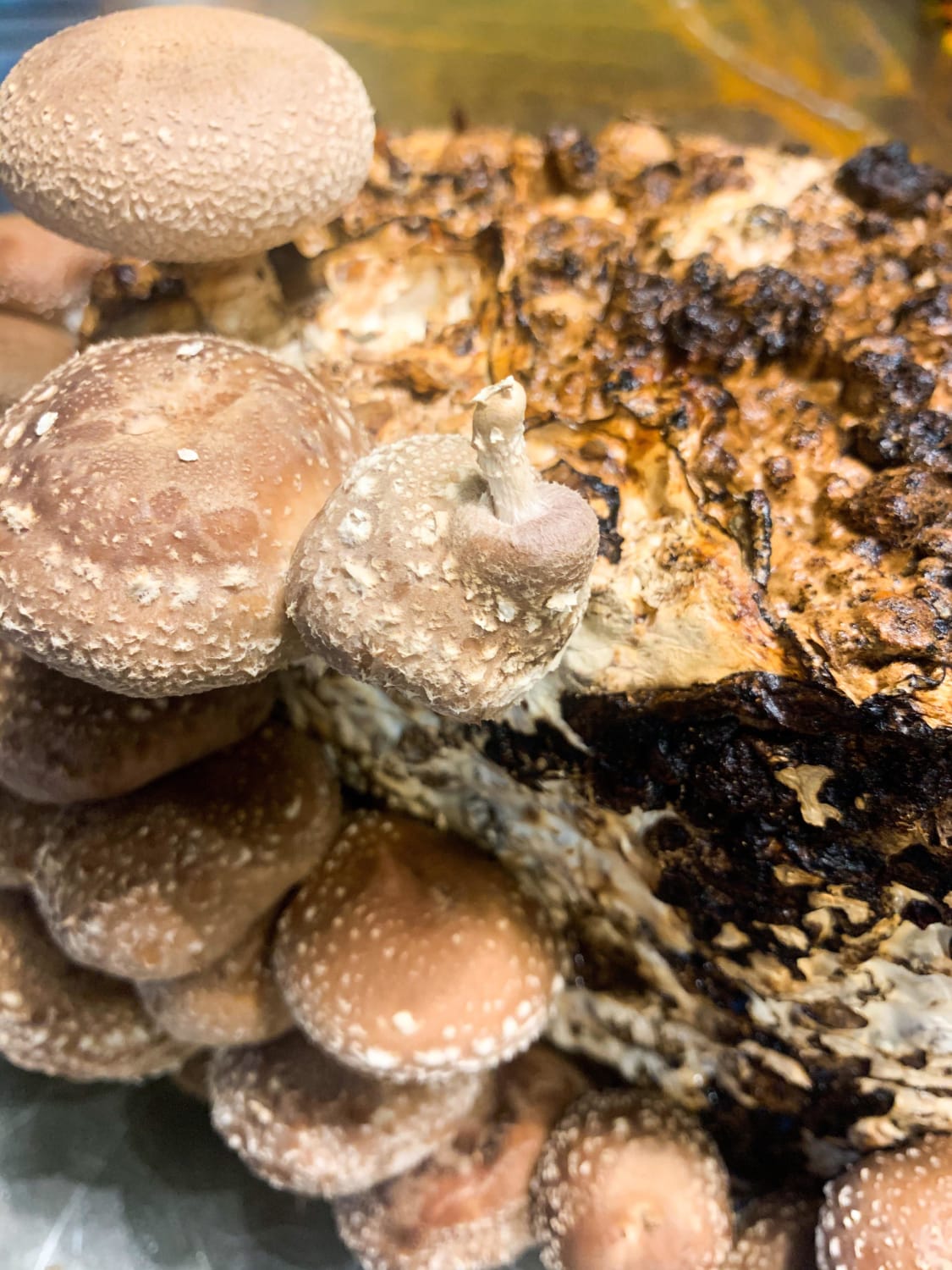Interesting little mutation on my shiitake log. I hope it / they continue(s) to develop.