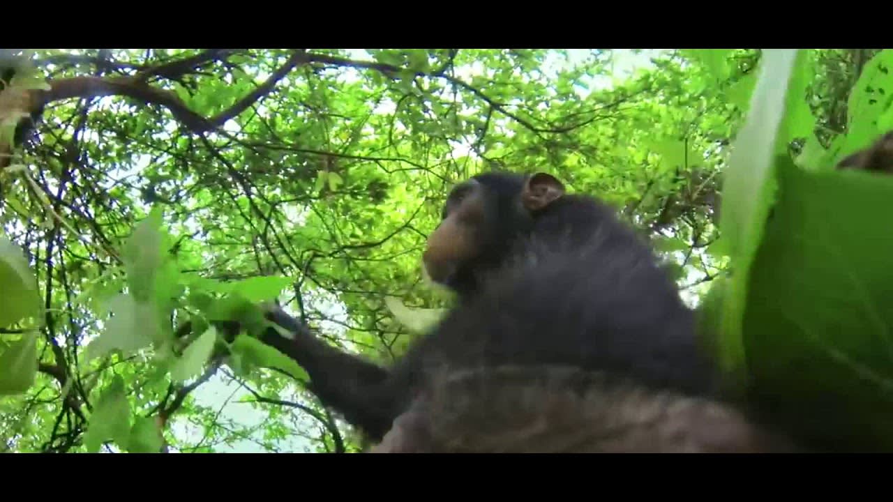 chimp drags you by your cock through the forest ASMR