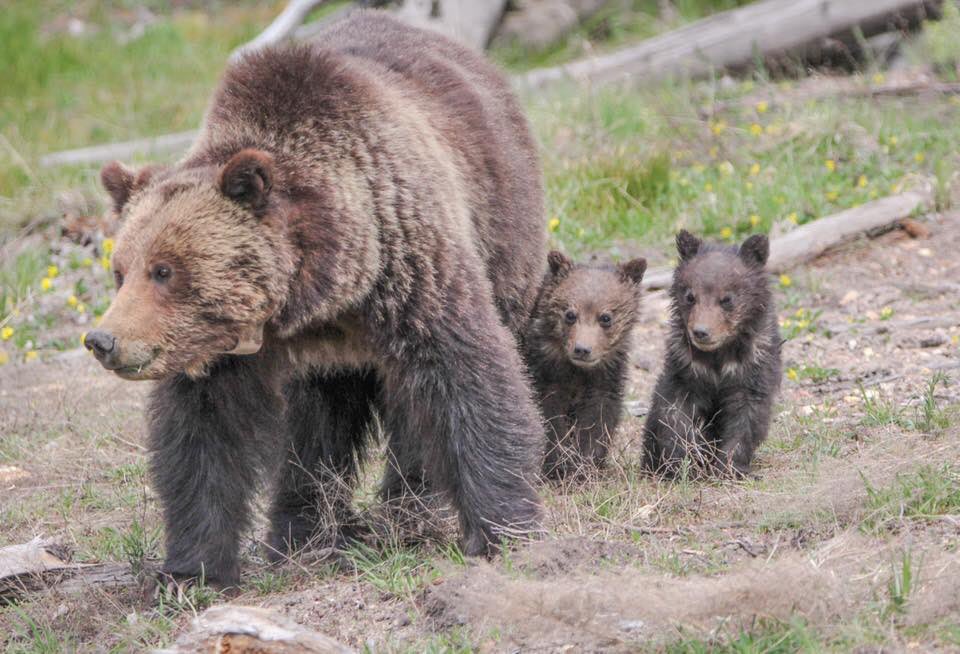 To all the mama bears out there... Happy Mother's Day! Image: Grizzly sow with cubs near Roaring Mountain at Yellowstone National Park. NPS/Eric Johnston