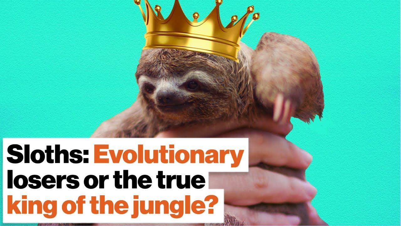 Sloths: Evolutionary losers or the true king of the jungle? | Lucy Cooke | Big Think