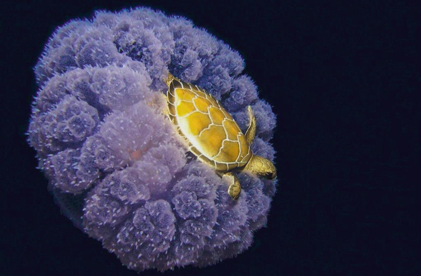 PsBattle: a baby turtle on top of a jellyfish