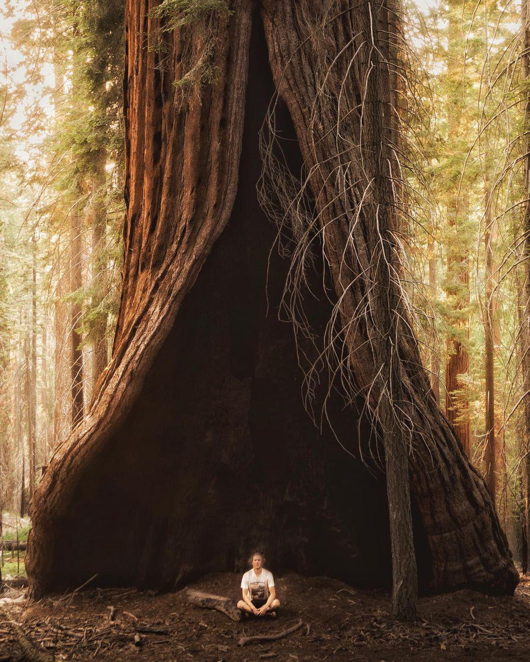 Pacific Northwest Redwood Tree
