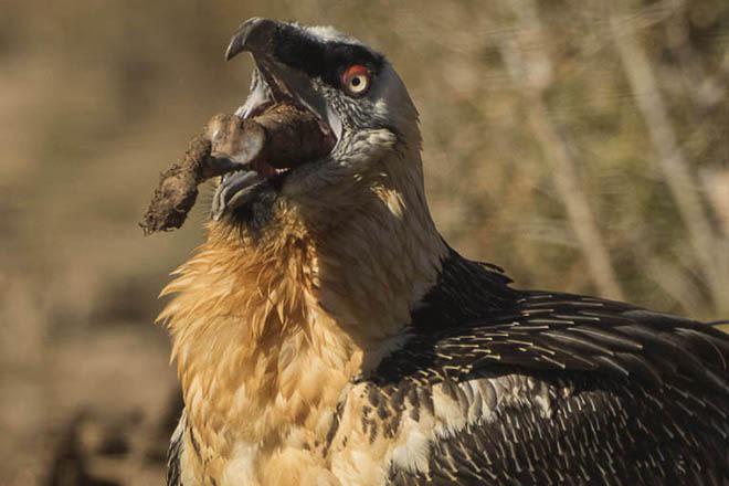A bearded vulture consuming a bone, it being the only animal known to get most nutrition from bone marrow.