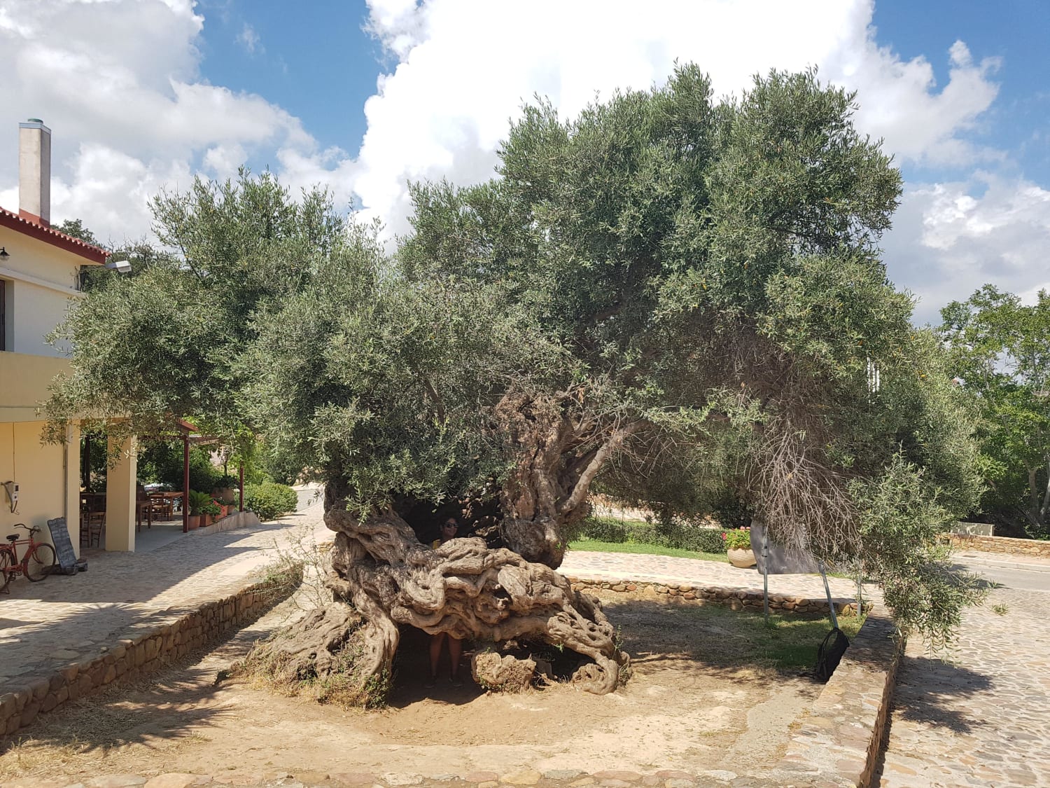 A 2000 year-old olive tree in Crete, Greece