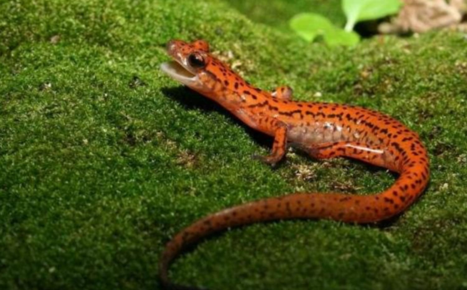 Cave salamaders can fire their sticky-tipped tongues more than 6 cm, nearly the length of ones body; picking off unsuspecting insects within 20 milliseconds!