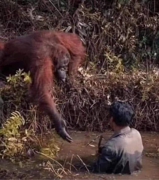 taken by the photographer Anil Prabhakar in the forests of Indonesia. The photo shows an orangutan monkey (currently in danger) trying to help a geologist who fell in a mud puddle during his research. At a time when mankind is dying inside humans, animals lead us to the principles of humanity.