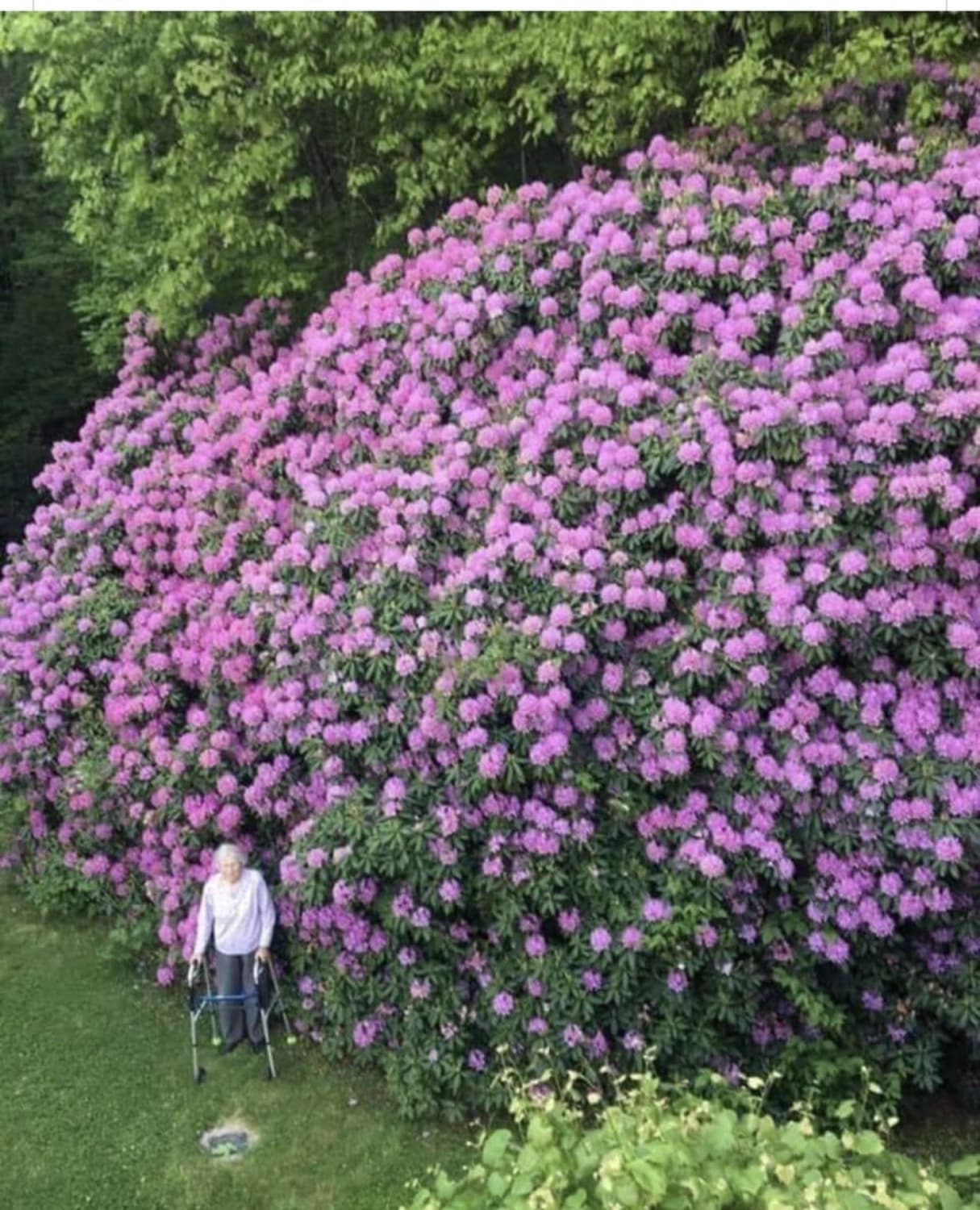 Hundred year old flower bush, and the woman who planted it!