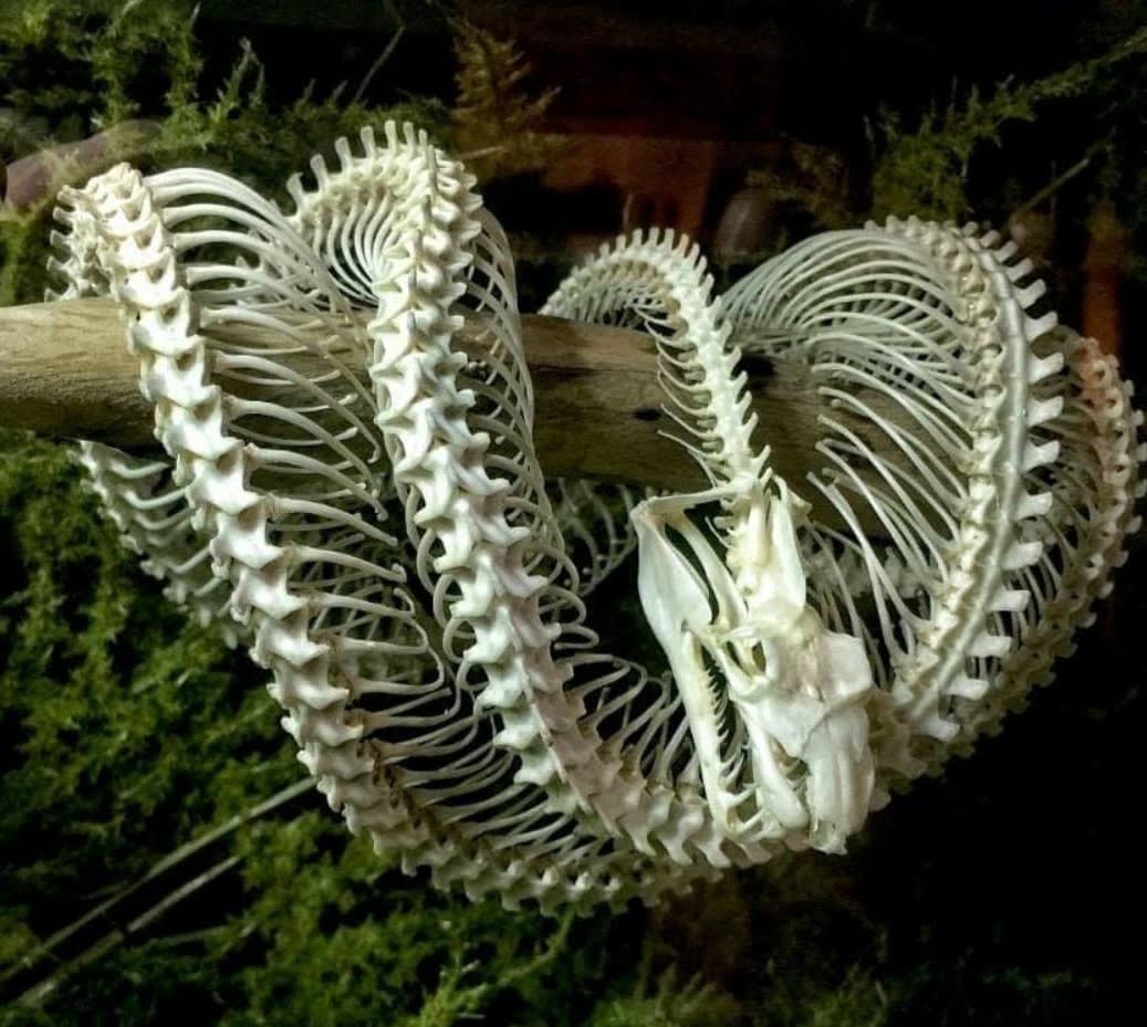 Skeleton of a green tree python