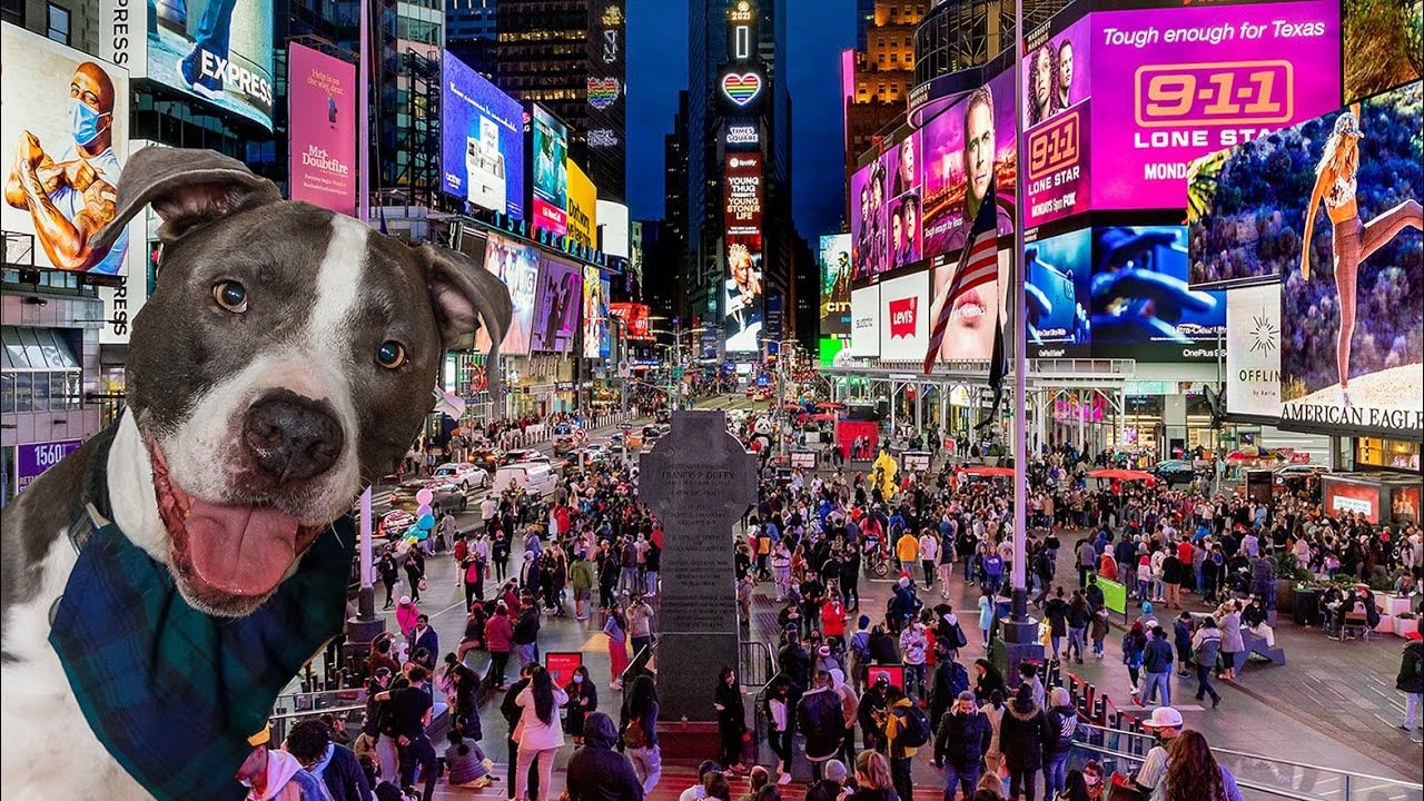 Dog POV NYC Walking to Times Square & Having Donuts April 17, 2021