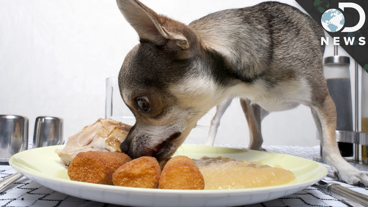 Should Dogs Be Allowed In Restaurants?