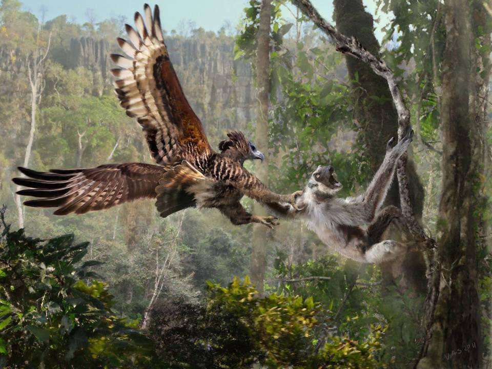 A Malagasy crowned eagle attacking a Sloth lemur, this large bird of prey is believed to have gone extinct around 1500 AD.