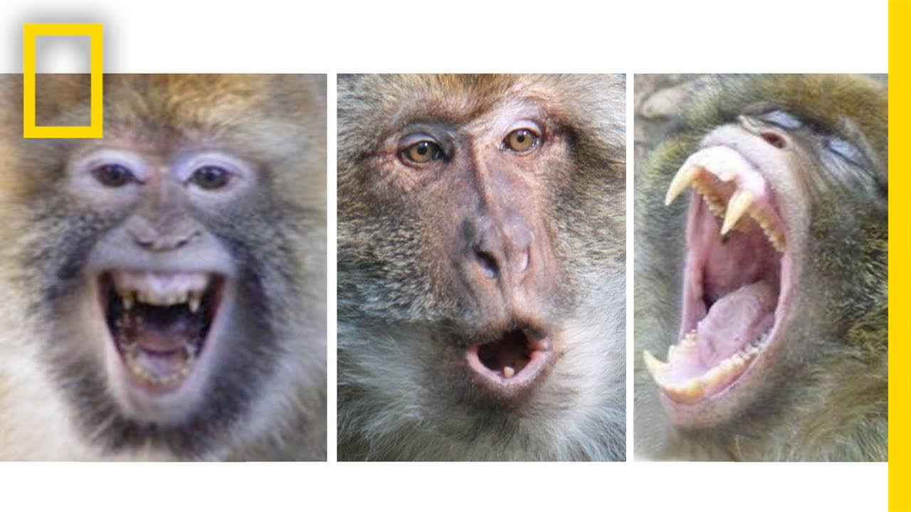 Can You Tell a Monkey's Mood From Its Face? | National Geographic