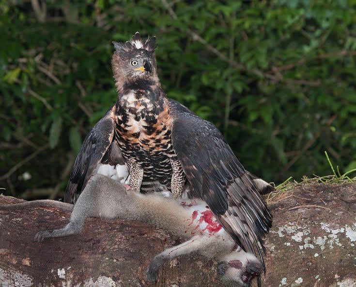A crowned eagle ripping into its vervet monkey prey. This eagle is the foremost avian predator of primates today, taking monkeys to the size of female baboons and mandrills as well as human children.