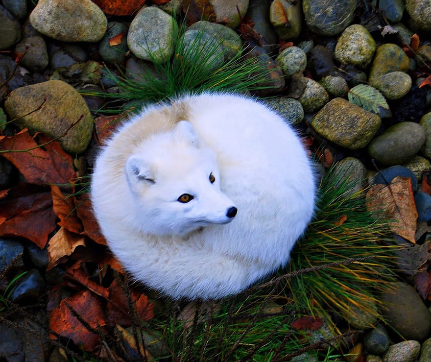 Beautiful arctic fox taking a rest