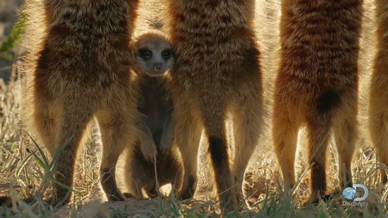Baby Meerkats Explore the World