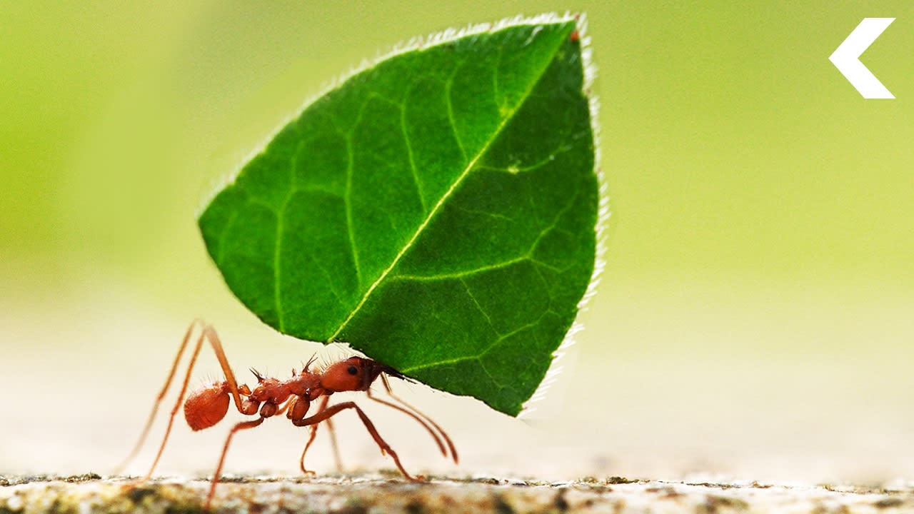 Ants Are Growing Food and They're Better at It Than We Are
