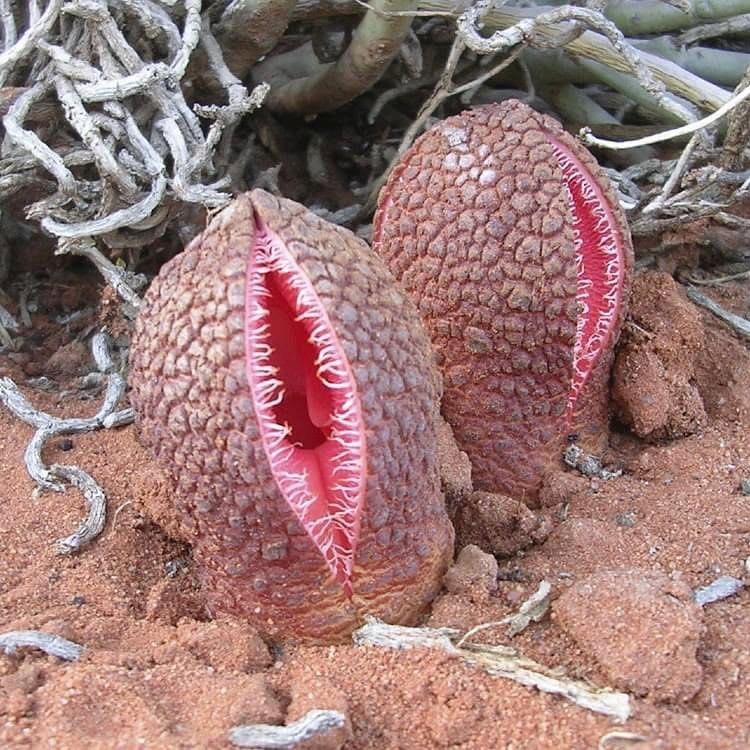 These hilariously rude-looking nightmares are flowers from the parasitic plant, Jackal food (Hydnora africana). They ooze a rotting stench that attracts insects to pollinate them. The plant steals nutrients from other plants with their roots.  Ebony Black/Flickr