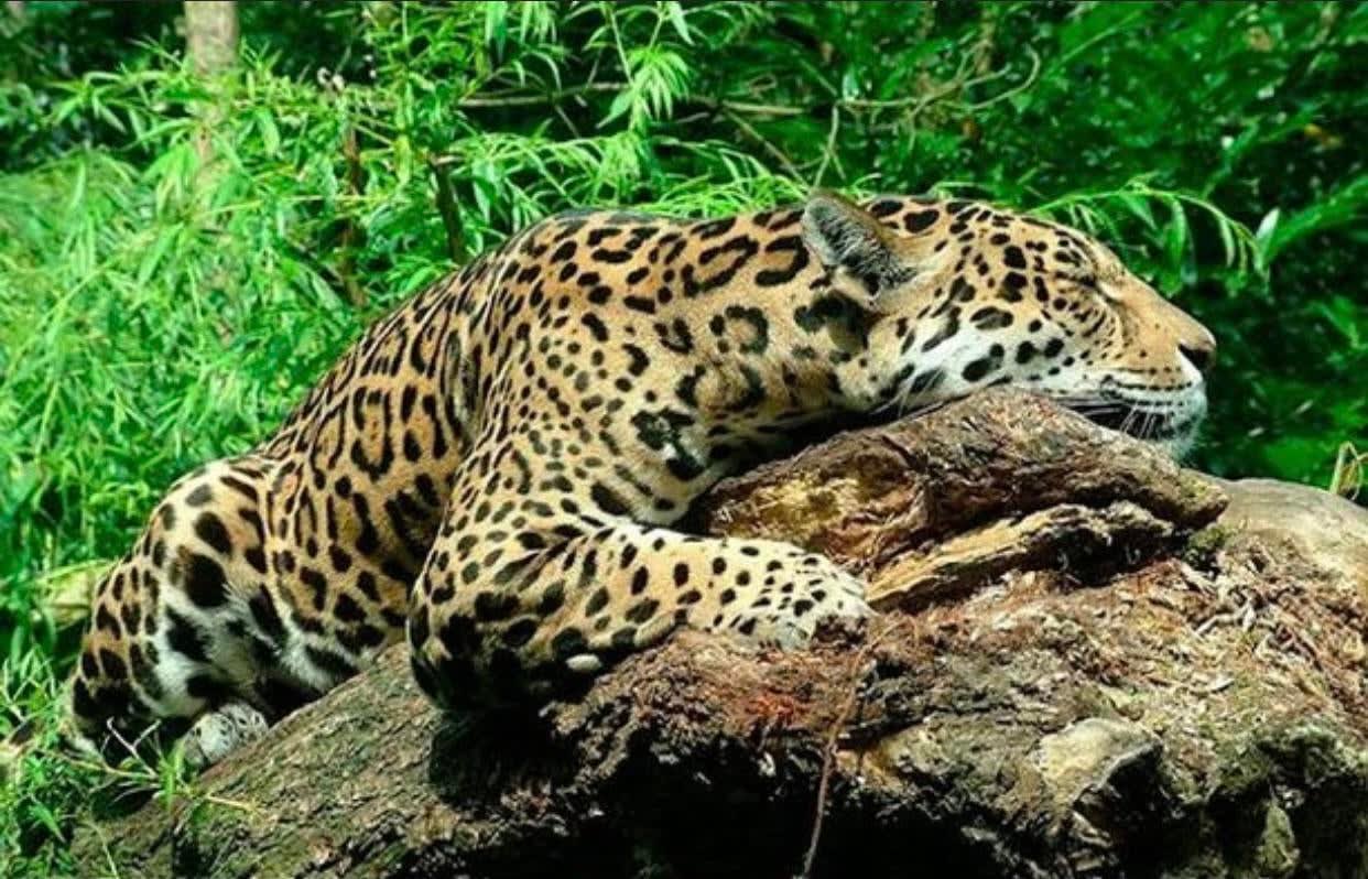 In South America, jaguars seek out the roots of caapi plant and gnaw on them until they start to hallucinate. Jaguars love to get high, and it is widespread and observable in the South American forests.
