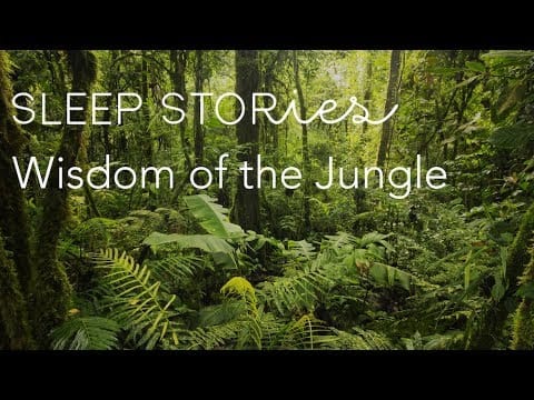 Calm Sleep Stories | Widsom of the Jungle | Trailer
