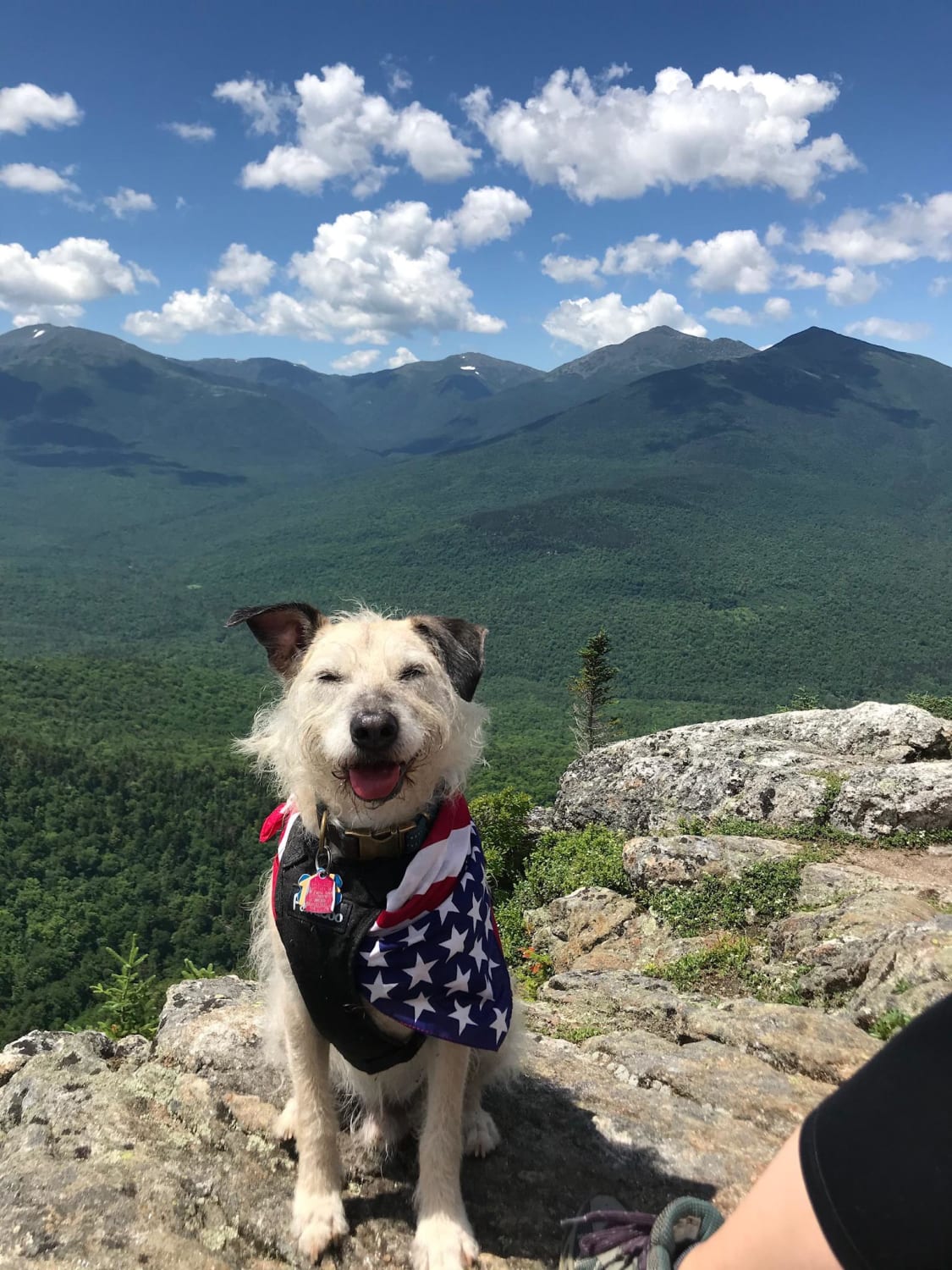 Dusty and My first 4000 footer! Middle Carter, NH, White Mountains, USA