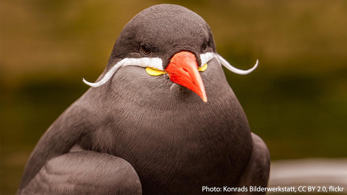 The Inca Tern mustache you a question—have you ever seen a more debonair bird? This sea bird prefers to hang out around the cool Humboldt Current, which provides it with plenty of anchovies to munch on. Both males and females of this species don striking white mustaches.
