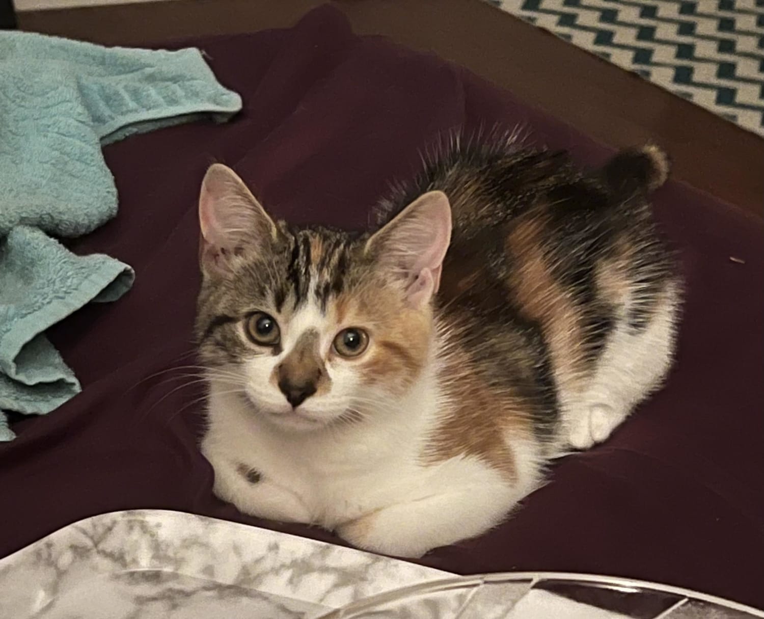 rate my 10 week old baby calico hazel's loafing skills :}