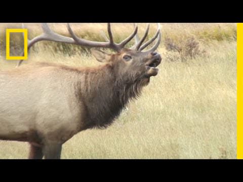 Listen: These Elk Sound Terrifying, Like Ringwraiths | National Geographic
