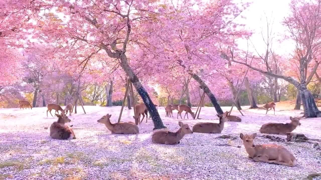 Herd of deer relaxing among some cherry blossom trees in Nara, Japan.