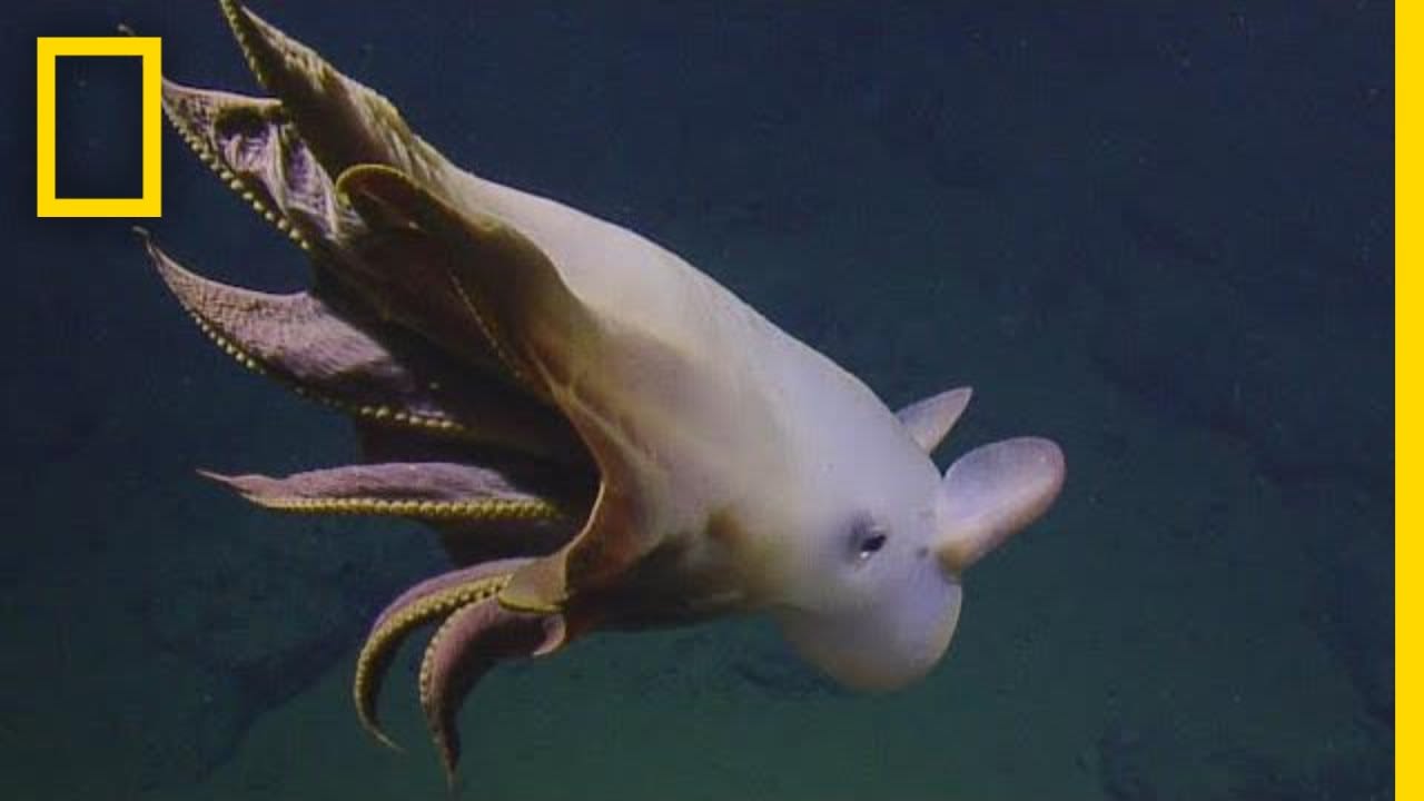 Rare Dumbo Octopus Shows Off for Deep-sea Submersible | National Geographic