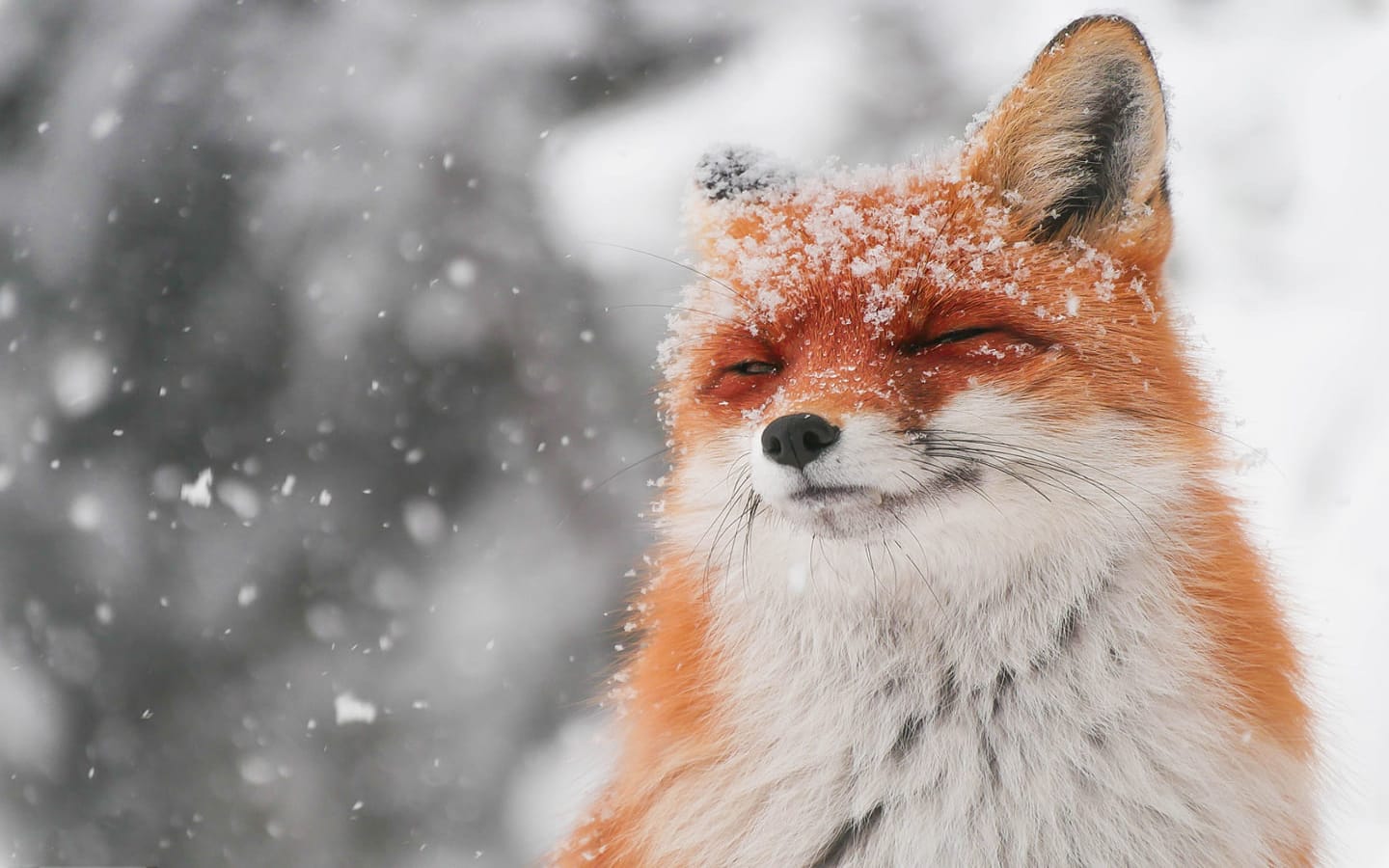 Cute fox enjoys snow (by: Matyas Szendi)