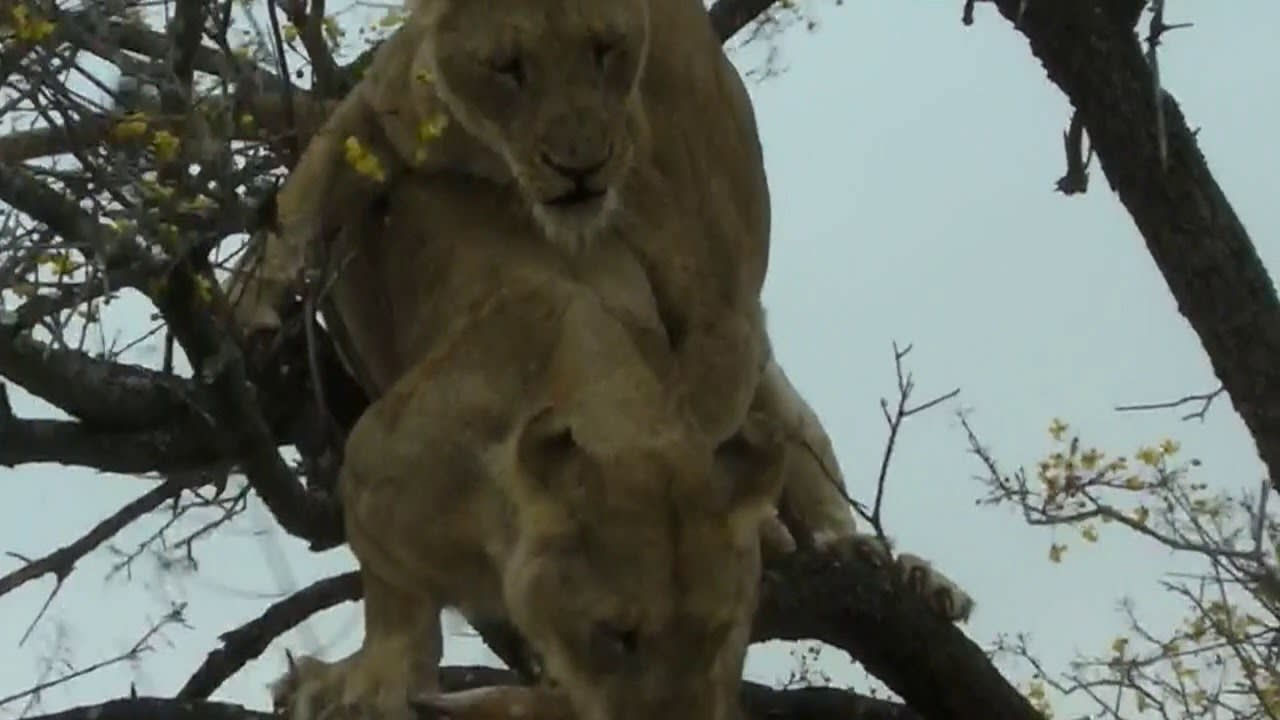 Lions fight over a bushbuck kill.