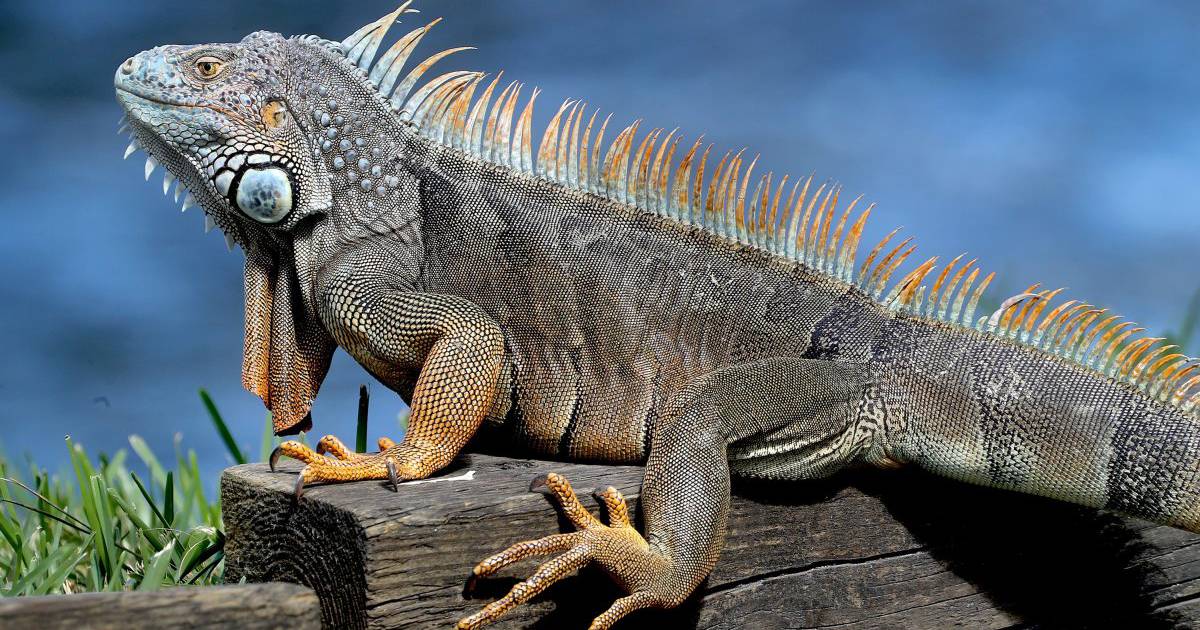 80-pound iguana found in freezer of South Florida pizza restaurant