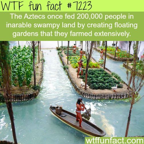 floating gardens wtf fun fact | Wtf fun facts, Fun facts, Fun