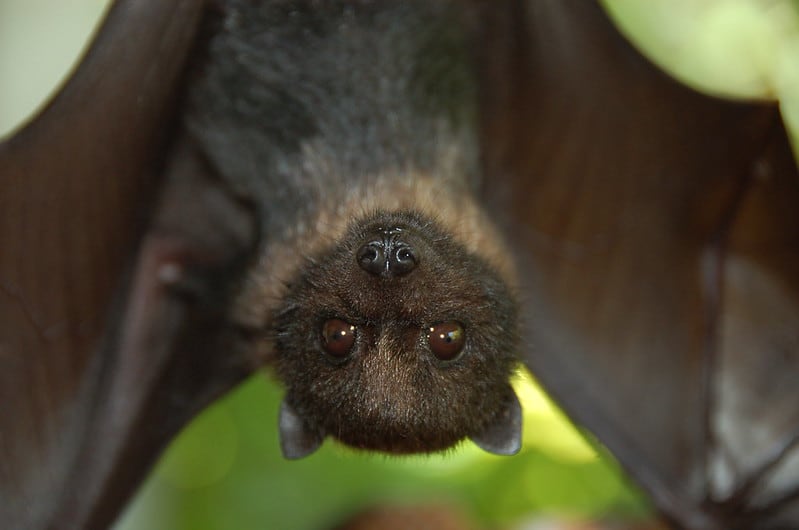 Soar to new heights with fun facts for International Bat Appreciation Day: 🦇 47 bat species in North America 🦇 1,400 bat species worldwide 🦇 1 in 5 mammal species are bats 🦇 Bats are the only true flying mammals More: